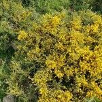 Genista lobelii habit picture by Jean-François Seguin (cc-by-sa)