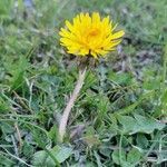 Taraxacum palustre flower picture by Antoine Olivier (cc-by-sa)