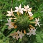 Collomia grandiflora flower picture by carole Deblock (cc-by-sa)