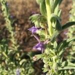 Trichostema lanceolatum flower picture by Matthew DreamsOfBunnies (cc-by-sa)