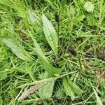 Plantago lanceolata habit picture by S. Christopher (cc-by-sa)