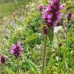 Betonica hirsuta habit picture by alain.richaud38 (cc-by-sa)