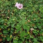 Althaea cannabina habit picture by zmei (cc-by-sa)