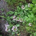 Cardamine raphanifolia flower picture by miriam (cc-by-sa)