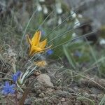 Crocus angustifolius flower picture by Мари (cc-by-sa)