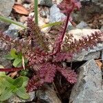 Pedicularis kerneri habit picture by Yoan MARTIN (cc-by-sa)