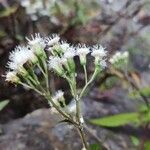 Ageratina riparia flower picture by Sébastien Lhoumeau (cc-by-sa)