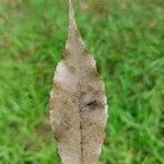 Handroanthus heptaphyllus leaf picture by Thiago Flores Flores (cc-by-sa)