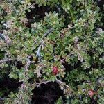 Cotoneaster microphyllus leaf picture by William Hunt (cc-by-sa)