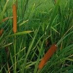 Typha latifolia flower picture by Palos Virgi (cc-by-sa)