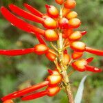 Erythrina globocalyx flower picture by Nelson Zamora Villalobos (cc-by-nc)