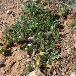 Tripodion tetraphyllum habit picture by Sylvain Piry (cc-by-sa)