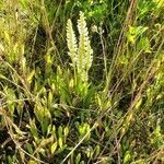 Spiranthes romanzoffiana habit picture by justin klamut (cc-by-sa)