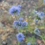 Gilia capitata flower picture by Jonathan Stillwell (cc-by-sa)