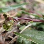 Arabis scabra fruit picture by Yoan MARTIN (cc-by-sa)