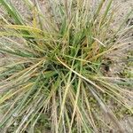 Festuca huonii leaf picture by Toinon Le Goaster (cc-by-sa)