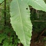 Castanea sativa leaf picture by tizi silvia (cc-by-sa)