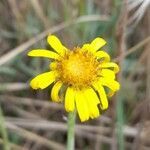 Senecio ceratophylloides flower picture by Trap Hers (cc-by-sa)