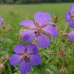 Geranium pratense flower picture by Christian Brandenburg (cc-by-sa)