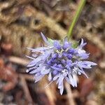 Jasione maritima flower picture by Muriel Gelin (cc-by-sa)