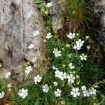 Silene saxifraga leaf picture by David CAYLA (cc-by-sa)