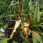 Brassia caudata flower picture by Soto Obando Jorge Luis (cc-by-sa)