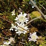 Iberis procumbens flower picture by Villaronga Lorenzo Lois Antón (cc-by-sa)