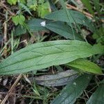 Omphalodes nitida leaf picture by Uxeli (cc-by-sa)