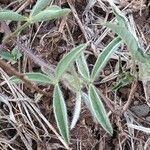 Crotalaria uguenensis leaf picture by susan brown (cc-by-sa)