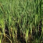 Typha latifolia habit picture by elena🌞 dei boschi🌿 (cc-by-sa)