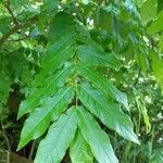 Pterocarya fraxinifolia leaf picture by Patrice Rigaux (cc-by-sa)