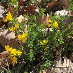 Genista pilosa flower picture by SoPhie (cc-by-sa)