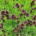 Juncus ensifolius flower picture by Neil Schnepf (cc-by-sa)