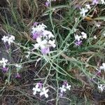 Matthiola sinuata habit picture by Stéphane Mars (cc-by-sa)