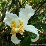 Sobralia chrysostoma flower picture by Víquez Carazo Manuel (cc-by-sa)