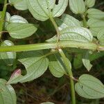 Arthrostemma ciliatum leaf picture by Nelson Zamora Villalobos (cc-by-nc)