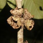 Aegiphila anomala fruit picture by Nelson Zamora Villalobos (cc-by-nc)