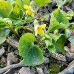 Viola pubescens flower picture by Aaron Burbach (cc-by-sa)