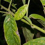 Lepidaploa tortuosa leaf picture by Nelson Zamora Villalobos (cc-by-nc)