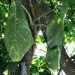 Epipremnum aureum habit picture by Vieira do Nascimento Paulo (cc-by-sa)