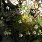 Saxifraga fragosoi flower picture by Jean-Marc Vanel (cc-by-sa)