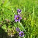 Sisyrinchium montanum flower picture by Kassandra Carter (cc-by-sa)