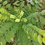 Phyllanthus acidus leaf picture by M BALARAJU (cc-by-sa)