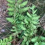 Dryopteris cristata leaf picture by sjaak blok (cc-by-sa)