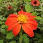 Tithonia rotundifolia flower picture by Garcia Magda (cc-by-sa)