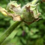 Malva olbia fruit picture by Llandrich anna (cc-by-sa)