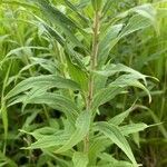 Solidago altissima leaf picture by Janice Arthurson (cc-by-sa)