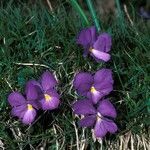 Viola calcarata habit picture by Daniel Barthelemy (cc-by-nc)