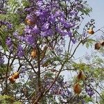 Jacaranda mimosifolia flower picture by Philip Dawson (cc-by-sa)