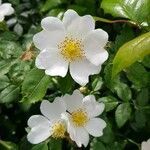 Rosa arvensis flower picture by Claude Lefebvre Angers De Plainval (cc-by-sa)